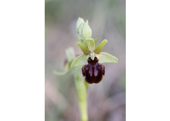 Spinnen-Ragwurz (Ophrys sphegodes) - © Emanuel Trummer